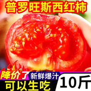 普罗旺斯西红柿10斤新鲜自然熟铁皮沙瓤小圣女果生吃水果大番茄