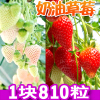 奶油草莓种籽子四季阳台盆栽红色草莓种子白色草莓种孑家庭水果