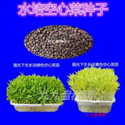 空心菜种子水培芽苗菜透明水培种植盘无土阳台家庭种菜