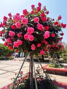高品质优选树状月季特大花苗四季开花多色，树状玫瑰老桩庭院耐寒
