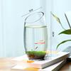生态瓶水培微景观，绿植套装桌面，透明创意玻璃瓶造景鱼缸