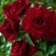 黑魔术月季切花玫瑰月季多季开花勤花抗病黑红色阳台庭院盆栽苗
