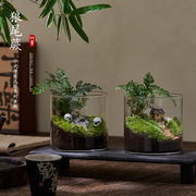 趣味鲜活苔藓微型景观，创意室内桌面生态绿植盆栽，盆景懒人好养植物