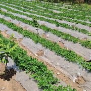 地膜农用种植保温保湿蔬菜大棚种植防草地膜耐拉扯塑料小拱棚薄膜