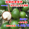 坏1赔3云南新鲜夏威夷果原味，生果澳洲坚果无添加孕妇营养年货