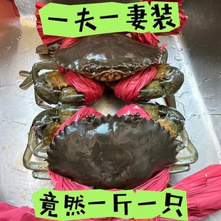 一公一母两只特大青蟹包活满肉野生超大螃蟹鲜活海鲜礼盒空运