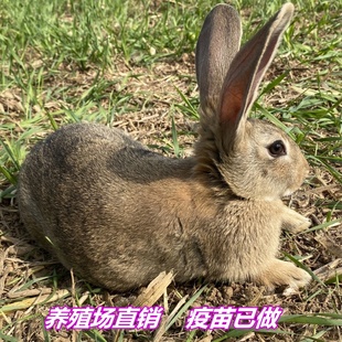 种兔活物大型肉兔公母一对成年食用家养兔比利时小兔，幼苗兔子活体