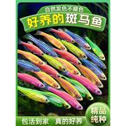 彩色斑马鱼热带小型灯科斑马，蝶翼斑马鱼活体，草缸荧光彩色斑马鱼