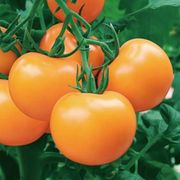 黄贵妃大番茄种子番茄种子西红柿种子西红柿籽高产耐热四季菜种子