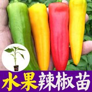 水果椒辣椒种子/种籽 不辣的薄皮南方四季盆栽种植食用蔬菜孑种苗