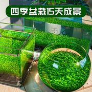 水草种子水草泥生态家用创意，鱼缸玻璃瓶水培植物四季造景鱼缸小型