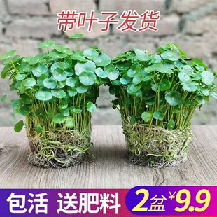 铜钱草植物盆栽室内水培带叶桌面盆景金钱草吸甲醛办公绿植水养