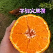 晓利美食 四川不知火丑橘 新鲜丑橘8斤大果（下单多送一斤）