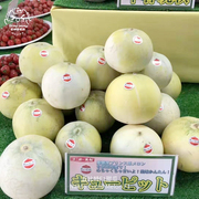 丘比特甜瓜种子f1超甜糖度20高产抗裂果日本进口室内阳台盆栽水果