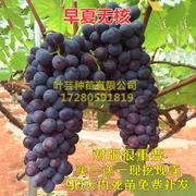 极早熟葡萄早夏无核葡萄苗黑珍珠，夏黑芽变葡萄，树苗南方北方种植