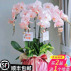 蝴蝶兰花苗鲜花盆栽，带花苞花办公桌室内客厅，四季花卉植物好养活