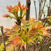 香椿芽新鲜头茬红油香春嫩芽叶当季(叶当季)蔬菜陕西大荔农家自产现摘春天