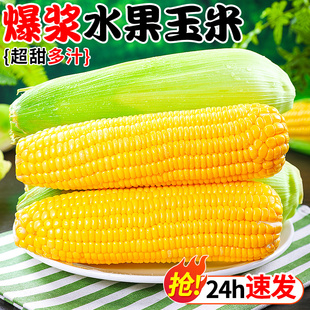 水果玉米新鲜甜嫩玉米10斤现摘爆浆牛奶生的玉米棒子金银蔬菜