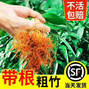 带根富贵竹水培植物水养粗杆节节高盆栽室内客厅，四季招财有根绿植