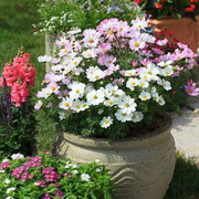 进口矮波斯菊种子阿波罗系列春季室外花园，室内四季播种花卉种子