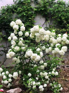 欧洲玫瑰十加仑特大苗，耐寒耐晒庭院大花木，绣球好养活