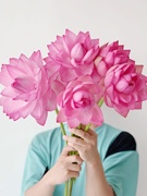 夏季花神唯美高级粉色，重瓣荷花鲜切花插花水养云南直发节日送花