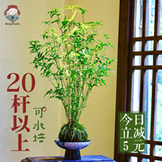 米竹水培苔藓球植物室内盆栽，微观盆景凤尾竹观音竹观赏竹子小米竹