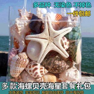 超级大海螺壳天然真贝壳，摆件儿童玩具，礼物海星珊瑚鱼缸水族装饰