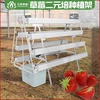 家庭阳台无土栽培蔬菜设备水培管道基质培两用二元培草莓种植菜架