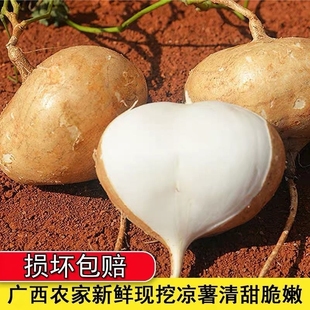广西新鲜凉薯9斤时令蔬菜土地瓜现挖白地瓜豆薯农家地薯番薯