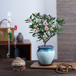 金边瑞香浓香盆栽带花苞，室内客厅桌面桂花，茶花年宵花卉绿植物盆景