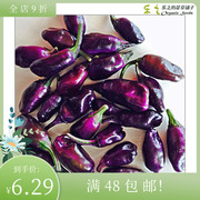进口辣椒种子 紫色老虎 Pepper 阳台庭院盆栽有机蔬菜食材调味料