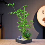 米竹盆景室内文艺桌面室内办公客厅观赏绿植盆栽常绿微景观