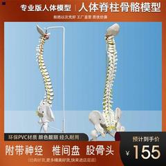 80cm人体脊柱模型成人比例自然大脊椎模型带颈椎胸椎尾椎盆骨1 1z