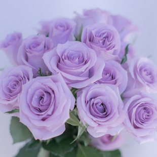 紫霞仙子玫瑰花苗盆栽庭院阳台大花型浓香月季花苗四季开蓝紫色系