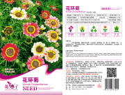 花儿朵朵花仙子花环菊小包装种子花种子花卉种子盆栽易种易活