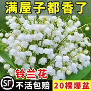 铃兰花苗盆栽植物进口耐寒带，芽种球四季开阳台室内外好养花卉种子