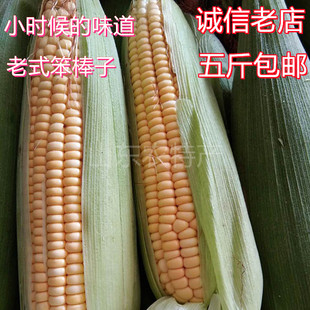 新鲜玉米棒山东老式玉米非甜非糯苞米棒农家自产5斤现摘现发