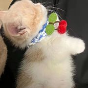 英短乳白幼猫宠物猫咪蓝白蓝猫有检测长毛猫布偶超萌猫可爱