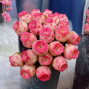 山地玫瑰水蜜桃玫瑰多肉植物山地，粉色酒杯玫瑰，室内盆栽桌面防辐射