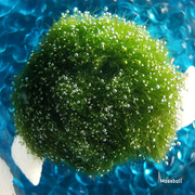 marimo幸福海藻球马里莫，绿藻球mossball水培，植物便携式显微镜鉴定