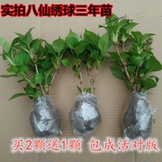 绣球花苗无尽夏四季开花绣球花盆栽庭院好养的花卉植物室内花耐寒