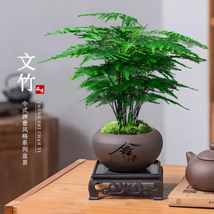 文竹盆栽植物室内客厅中式禅意微盆景办公桌面，花卉创意迷你小绿植