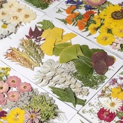 干花植物标本diy树叶手工材料贴画，真压花相框滴胶押花瓣书签制作