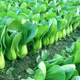 原种上海青种子蔬菜种籽孑鸡毛菜青菜小白菜四季易种阳台菜园高产