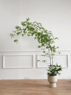 老桩小叶簕竹桌面植物大型绿植盆栽禅意绿植室内客厅茶几侘寂风