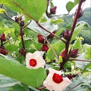 洛神花种子玫瑰茄，种子阳台花卉盆栽花，种子玫瑰花种子洛神花籽