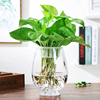 创意大号透明玻璃欧式花瓶，桌面水培绿萝观音竹，花瓶鱼缸容器摆件