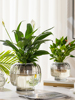 水培器皿创意玻璃花盆水养，植物白掌红掌绿萝大号，花瓶透明插花摆件