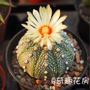 金星兜锦 稀有超萌 仙人球 多肉植物室内防辐射盆栽组合五彩牡丹